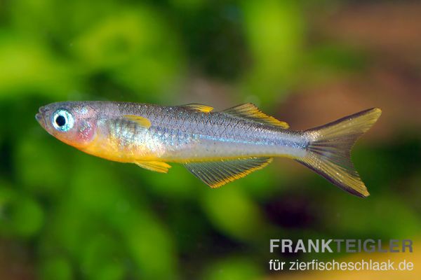 Gabelschwanz-Blauauge - Pseudomugil furcatus